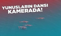 Sinop açıklarında yunusların dansı görüntülendi