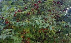 Sinop köylerinde kızılcık zamanı