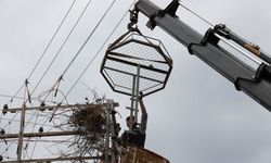 Enerji hatlarında kuş dostu dönüşüm