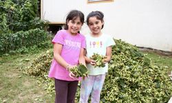 Giresun'da fındık hasadı