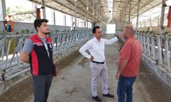 Kargı'da damızlık sığır ithalatı için inceleme yapıldı