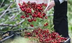 Üreticilerin vişne hasat mesaisi sürüyor