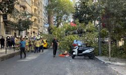 Çınar ağacı iki aracın üzerine devrildi