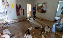 'Çöp ev' ihbarından 100 kedi çıktı