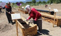 Dünyanın en pahalı baharatının korunması için projeler geliştiriliyor