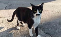 'Pala bıyıklı kedi' görenleri şaşkına çeviriyor