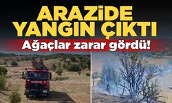 Arazide çıkan yangında ağaçlar zarar gördü