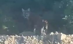 Boyabat'ta vaşak kameraya yansıdı