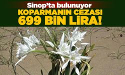 Sinop'ta bulunuyor: Koparmanın cezası 699 bin lira!