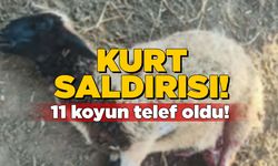 Sinop'ta kurtlar sürüye saldırdı, 11 koyun telef oldu