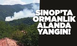 Sinop’ta ormanlık alanda yangın çıktı