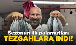 Sinop'ta sezonun ilk palamutları tezgahlarda