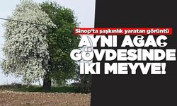 Aynı ağaç iki farklı meyve veriyor!