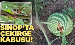 Sinop’ta çekirge kâbusu üreticileri zorluyor