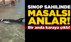 Sinop’ta sahilinde sıra dışı anlar kamerada!