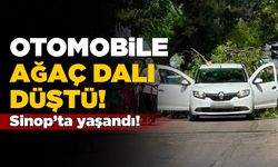 Sinop'ta seyir halindeki otomobile ağaç dalı düştü