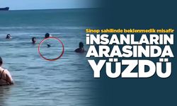 Karadeniz'in sevimli misafiri Sinop sahilinde!