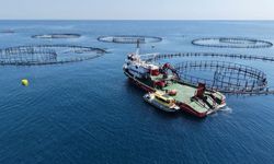 Sinop’ta Türk Somonu üretim alanlarında denetim