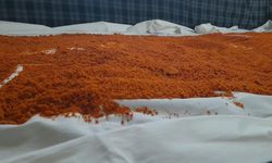 Sinop'ta kışlık tarhana hazırlıkları başladı