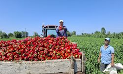 Bafra'da üreticiler kapya biber rekoltesinden memnun