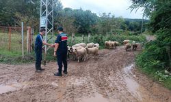 Kaybolan 17 küçükbaş hayvanı jandarma buldu