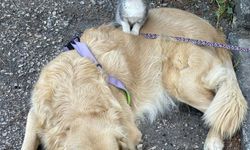 Köpek, yavru kediye annelik yapıyor