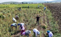 Ladik fasülyesinde hasat başladı