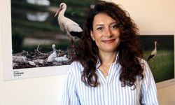 Leylekler Sinop’tan göç için kanat çırptı