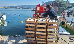 Zonguk'ta balıkçılar 50 ton palamut avladı