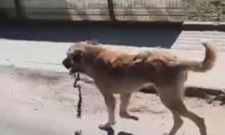 Ağzına çengel takılan köpek kurtarıldı