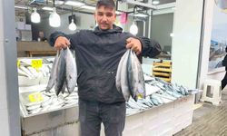 Sinop'ta palamut fiyatı düştü!
