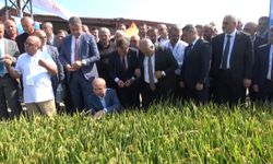 Türkiye'de ilk! Çeltik ağası seçildi
