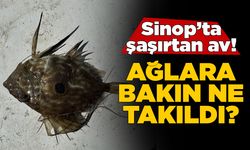 Sinop'ta balıkçıların ağına takılan canlı şaşırttı