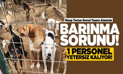Sinop Tarzan Kemal Yaşam Alanında barınma sorunu