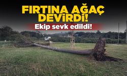Sinop’ta fırtına çam ağacını devirdi