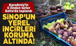 Karadeniz'in incir türlerinin genetiği koruma altında!