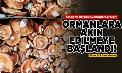 Sinop’ta herkes bu mantarı arıyor!