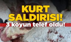 Kurt saldırısında 3 küçükbaş hayvan telef oldu