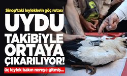 Sinop'ta takip edilen üç leyleklerin rotası belli oldu