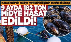 Sinop’ta 9 ayda 182 ton midye hasat edildi