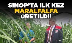 Sinop'ta Maralfalfa üretildi