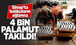 Sinop kıyılarında palamut bereketi