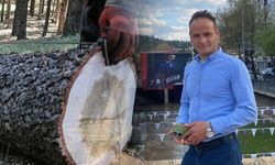 Üzerine ağaç devrilen adam can verdi