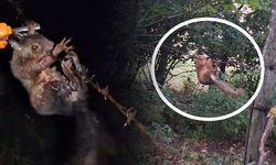 Ekipler, sincap için teyakkuza geçti
