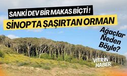 Sanki Dev Bir Makas Biçti! Sinop'taki İnanılmaz Doğal Fenomen