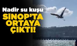 Sinop'ta ortaya çıktı, ilgi odağı oldu