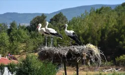 Sinop’tan yola çıkan leyleklerden ikisi Mısır’a ulaştı