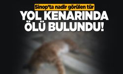 Nadir görülen tür yol kenarına ölü bulundu