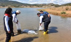 Baraj gölüne 50 bin sazan yavrusu bırakıldı