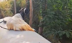 Sinop’ta keçinin su tankı macerası kamerada